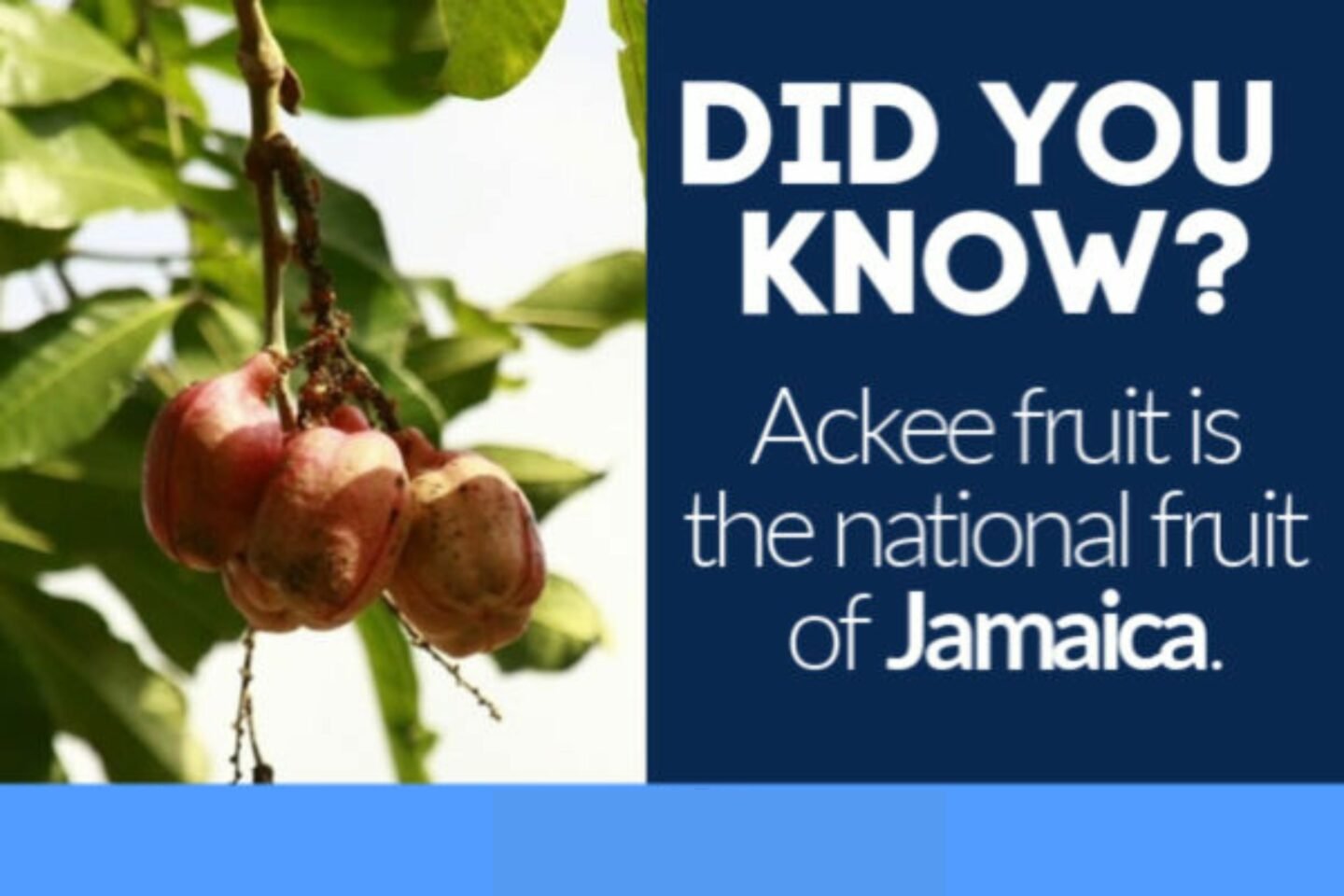 Ackee fruit fact