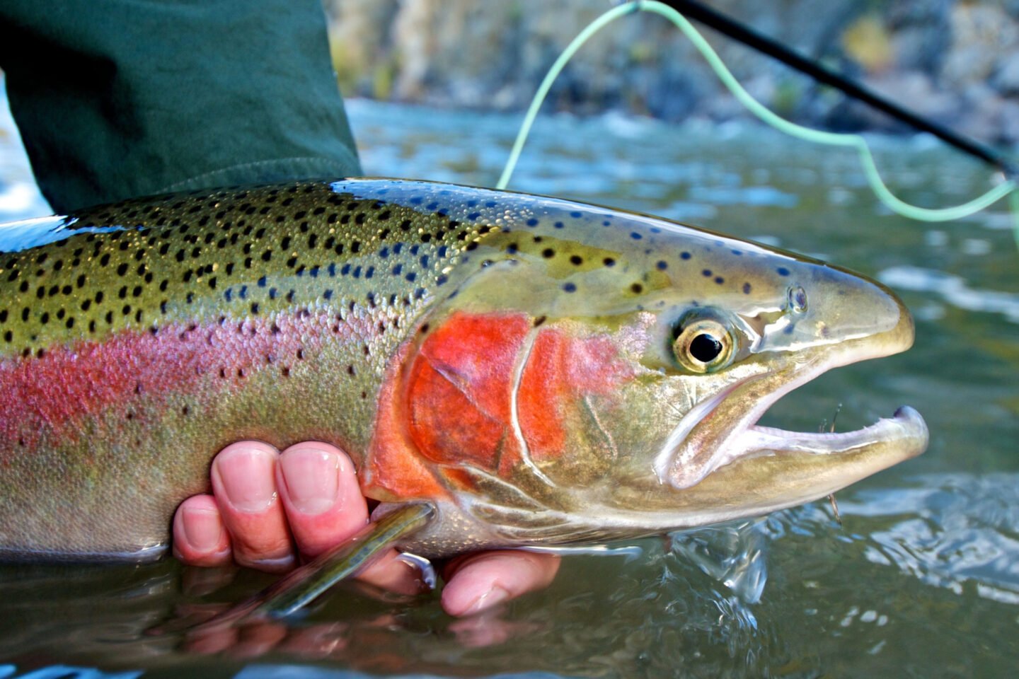 catching a steelhead trout