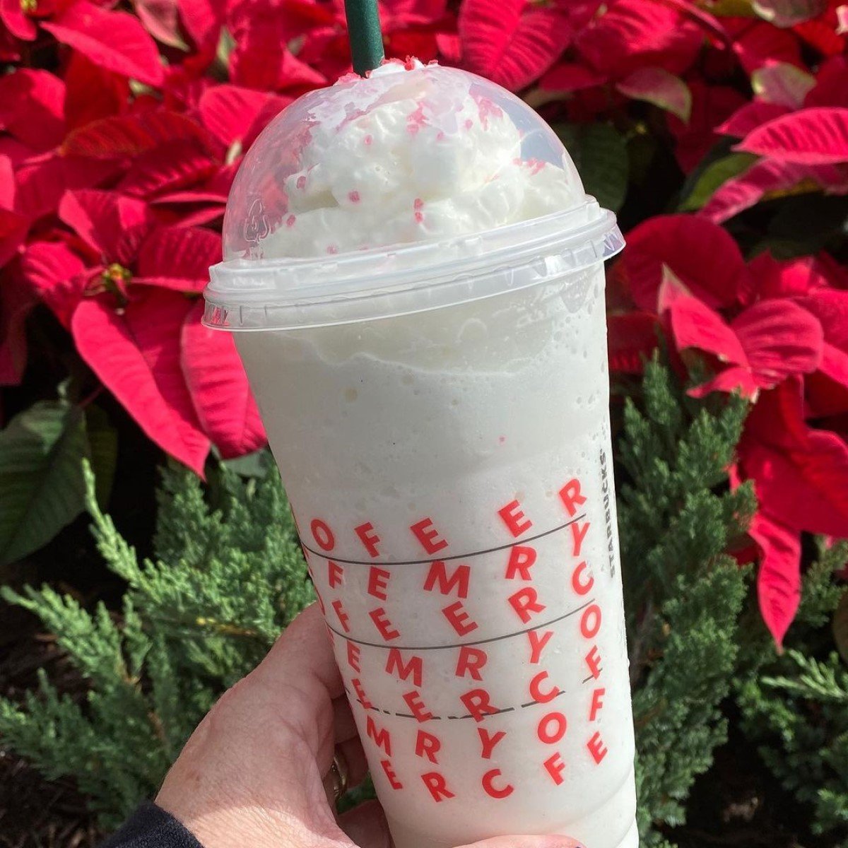 hand holding cup of starbucks candy cane frappuccino in front of red flowers