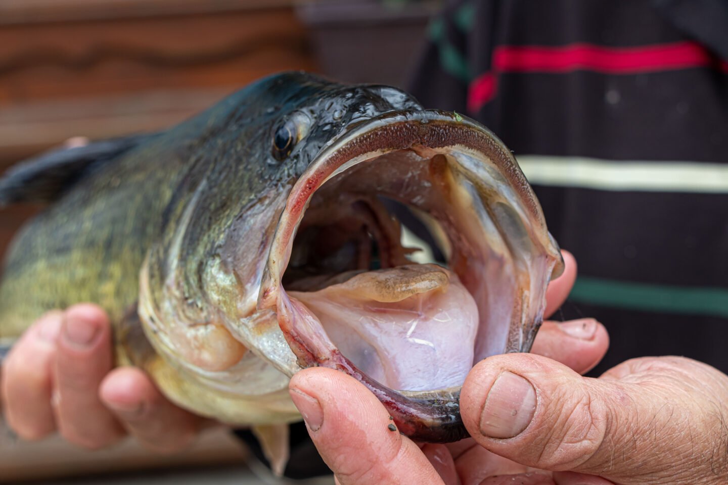 largemouth bass open mouth