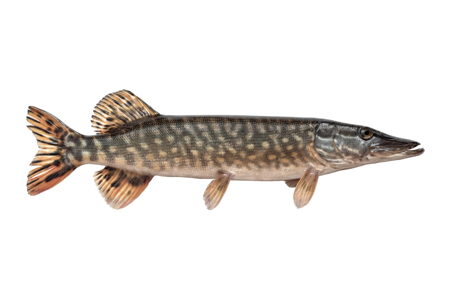 redfin pickerel or northern pike