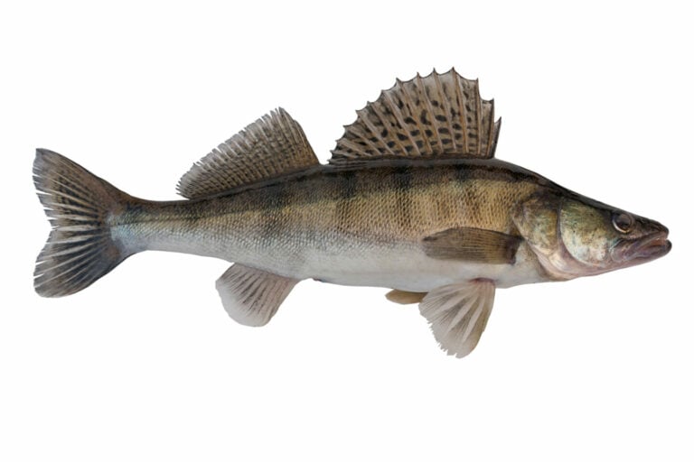 Walleye vs. Saugeye: How to tell the difference? - Tastylicious