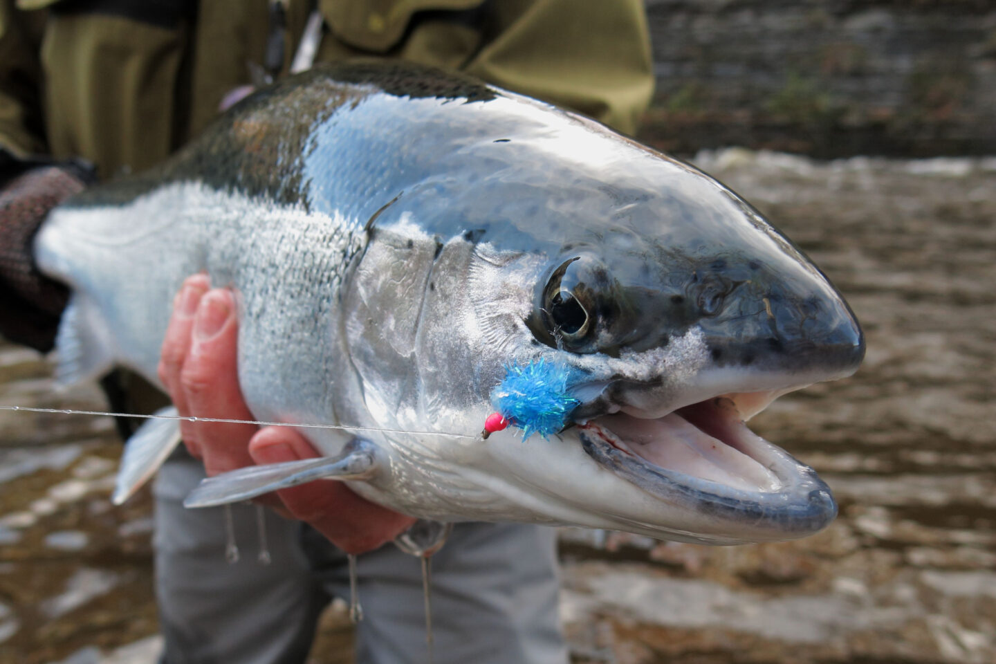 steelhead caught from fly fishing