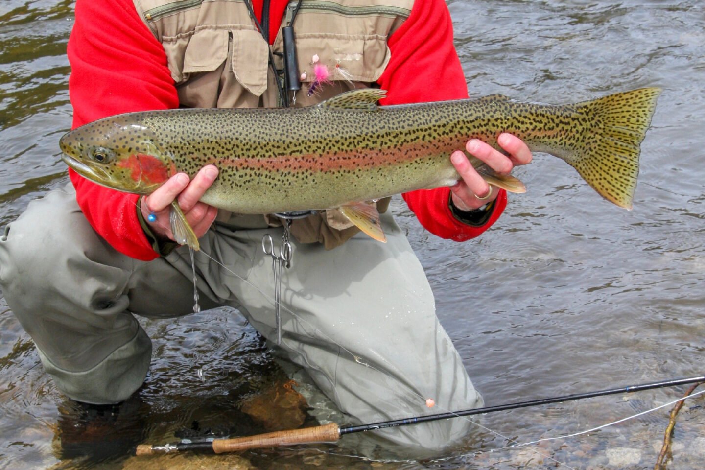 steelhead trout fishing