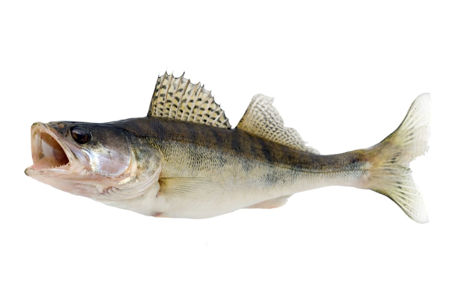 walleye fish or zander