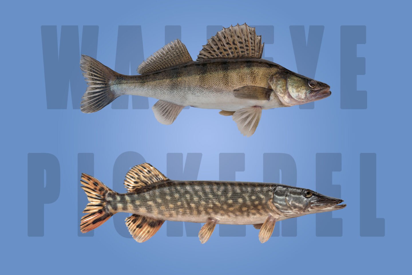 walleye pickerel differences
