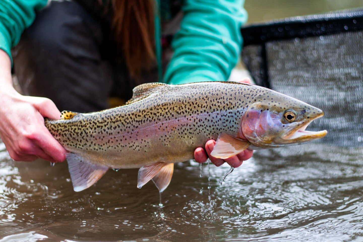 woman shows off rainbow trout