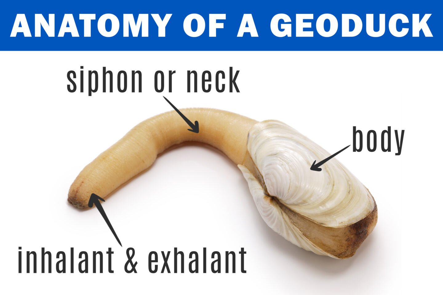 geoduck clams anatomy