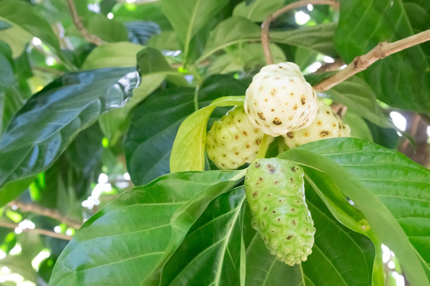 exotic noni fruit on the tree