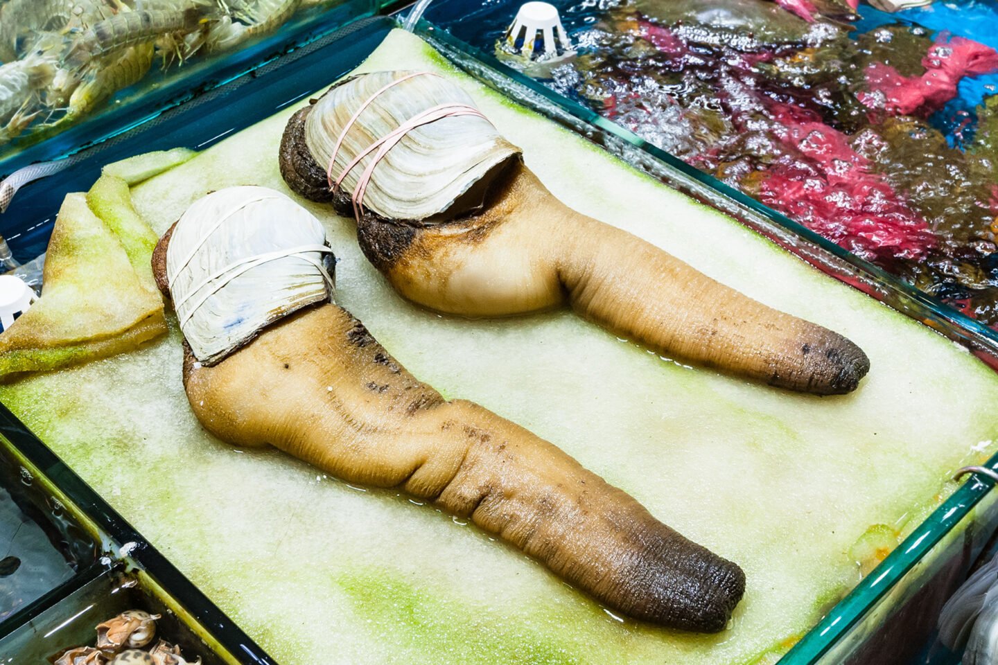 geoduck clams in fish market