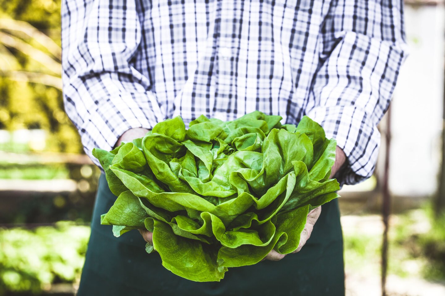 farmer harvested fresh organic lettuce