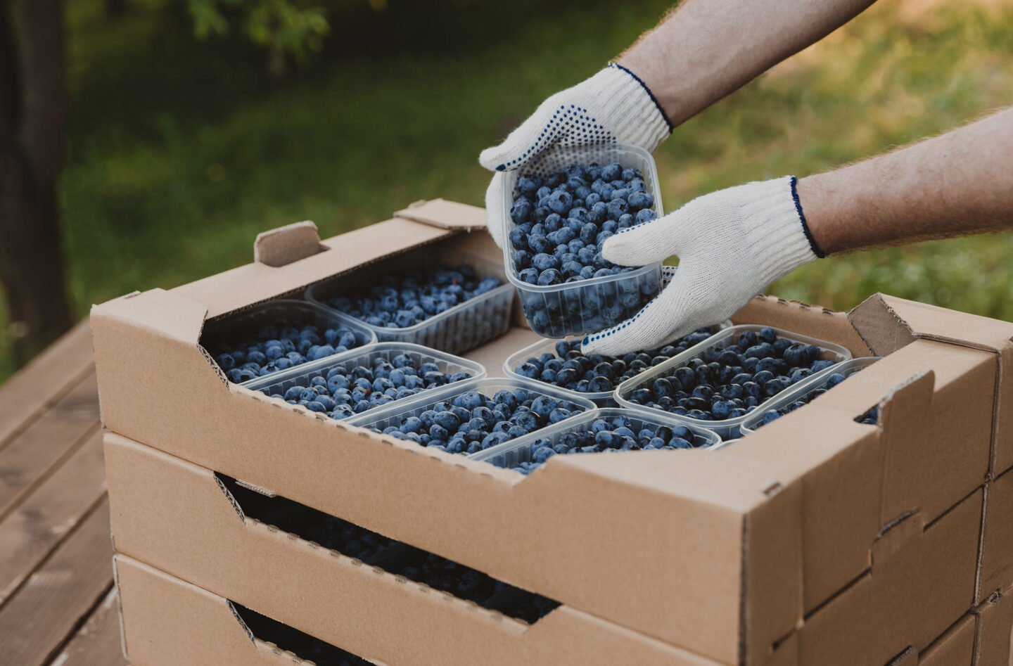 hands holding container with blueberry over cardboard box