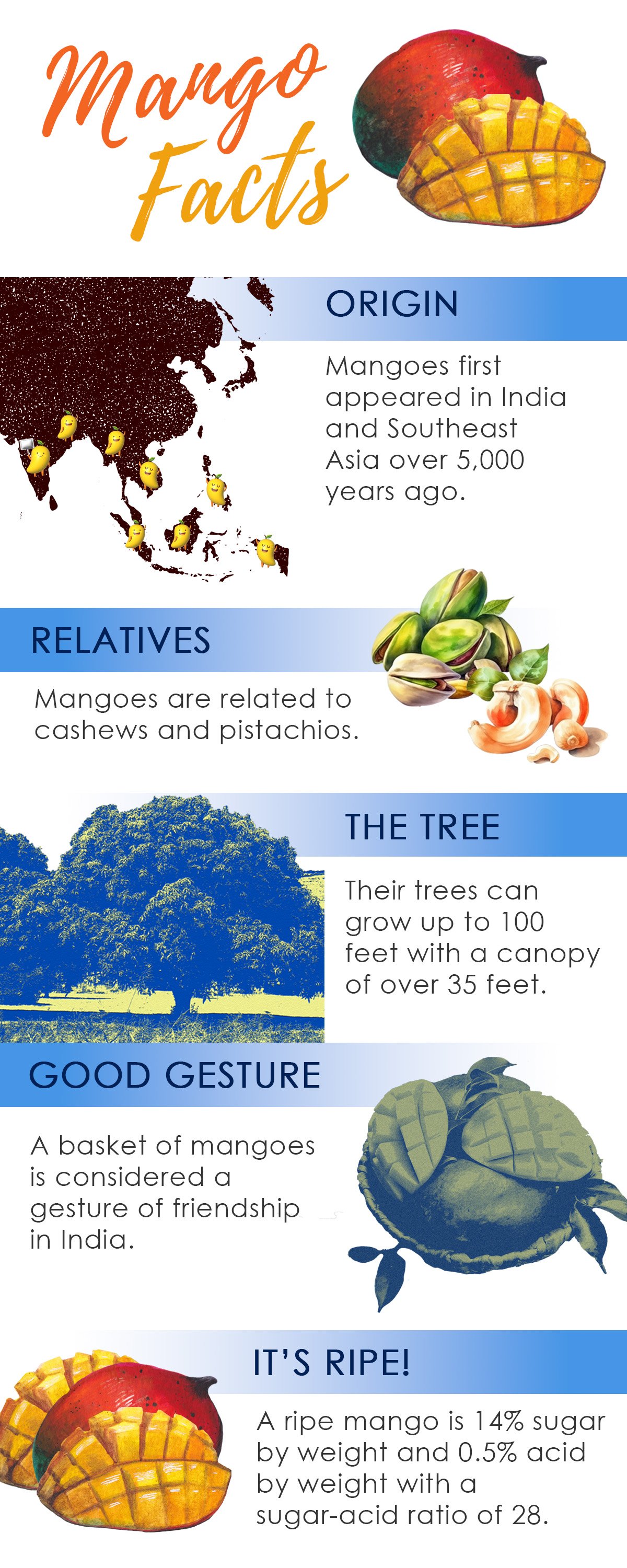 mango facts infographic
