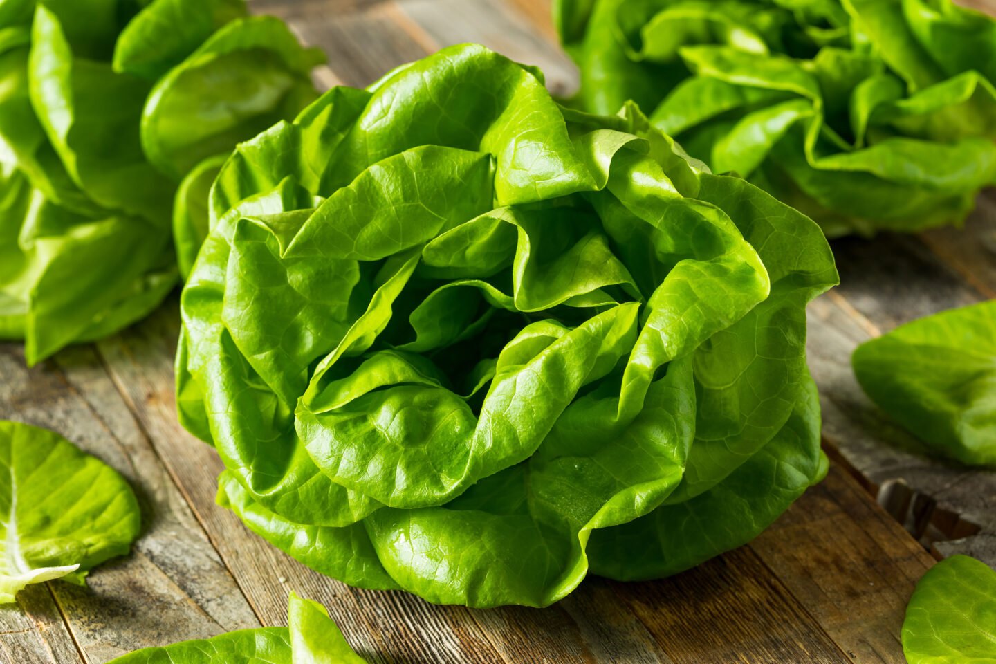 raw organic butter lettuce or Boston Bibb