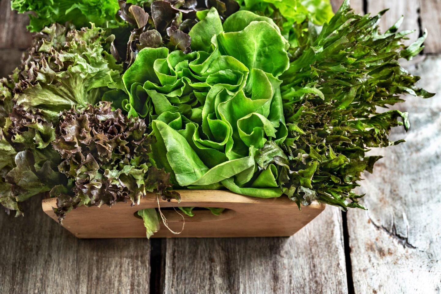 varieties of lettuces