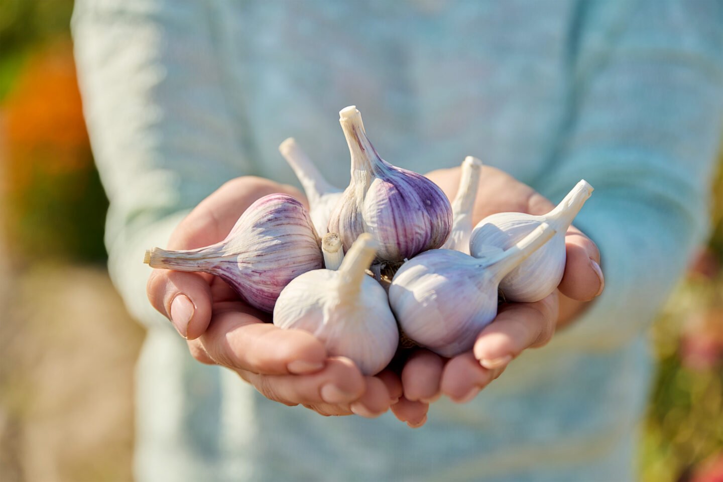 garlic in woman hands