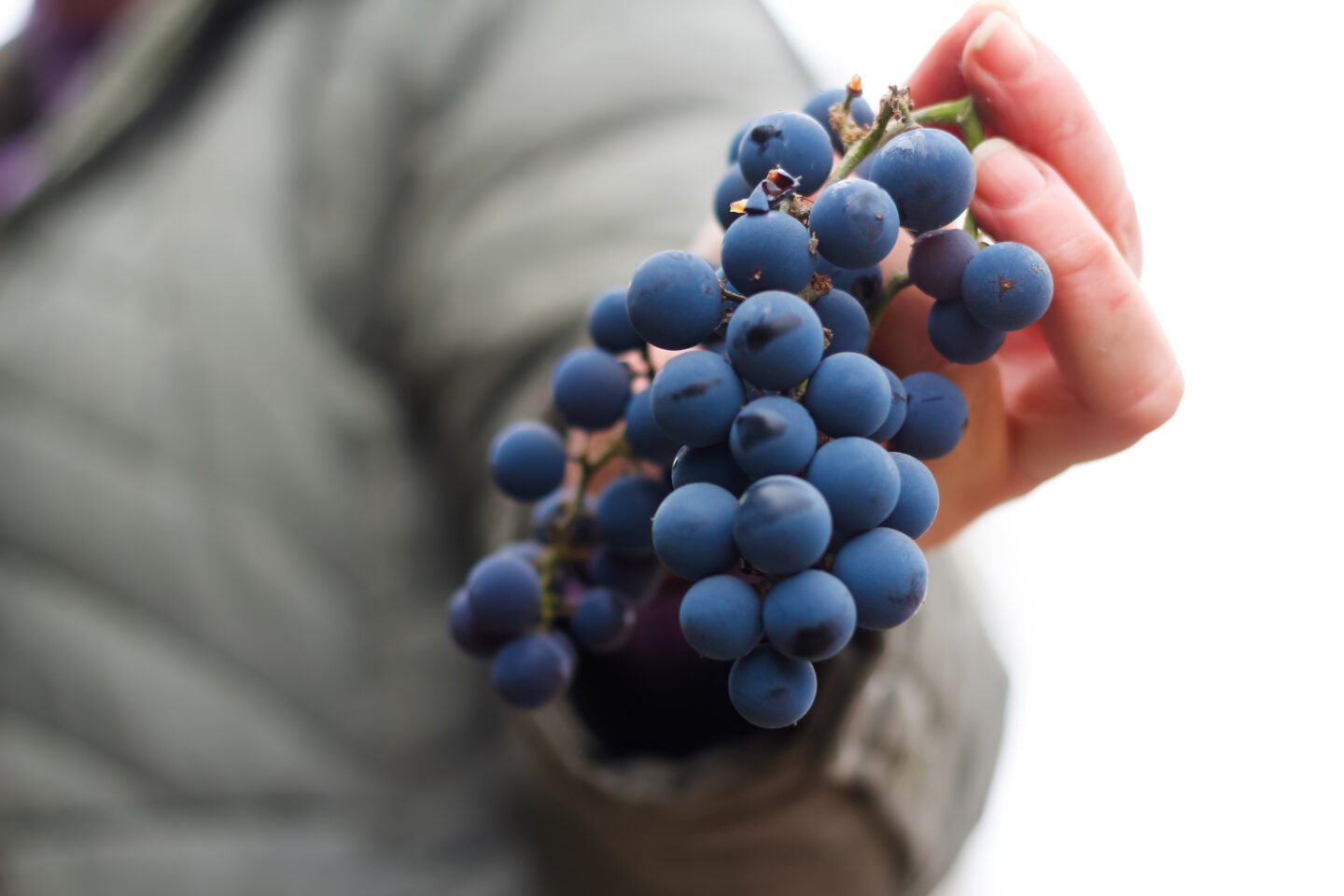woman holding red wine grapes