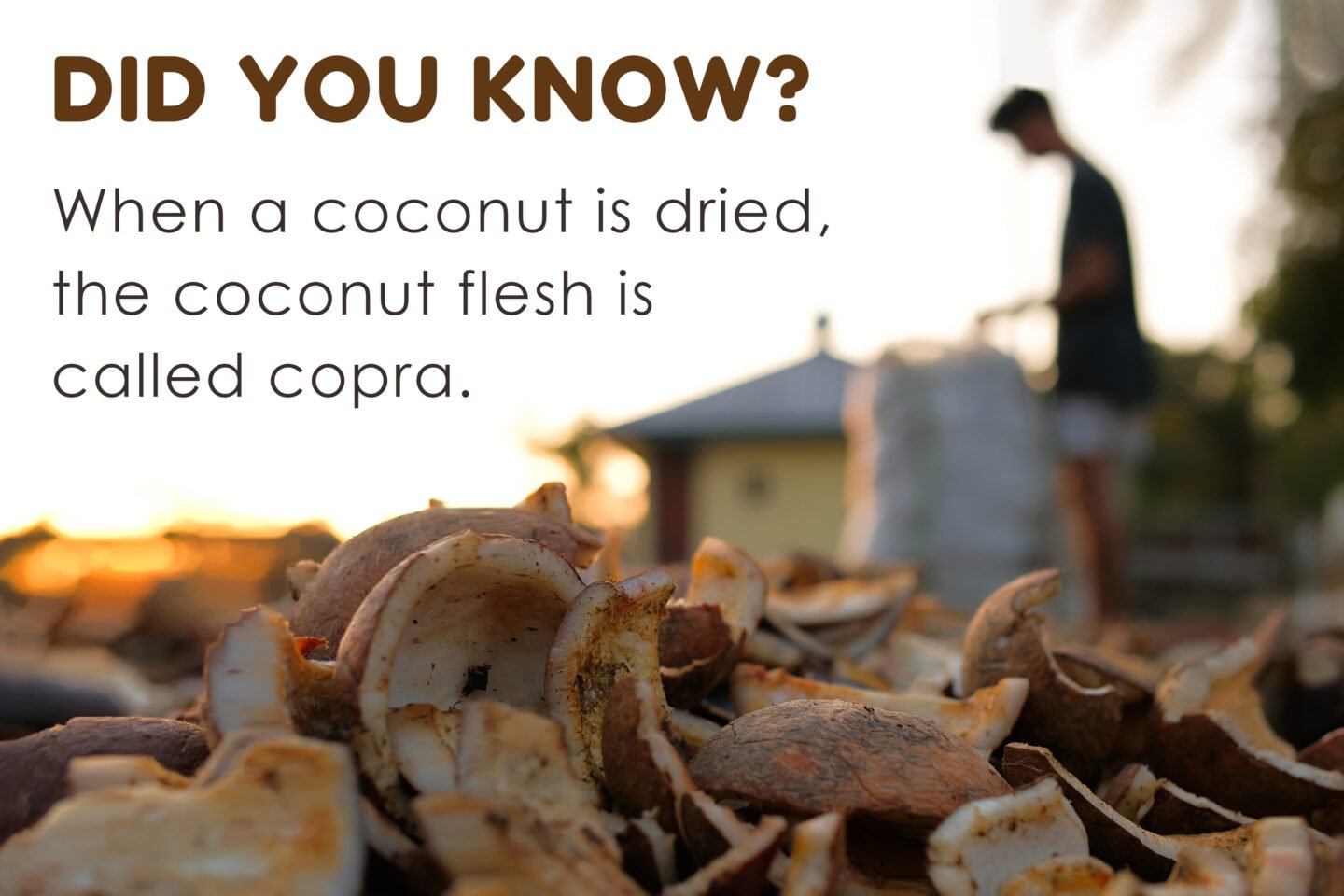 did you know dried coconuts copra