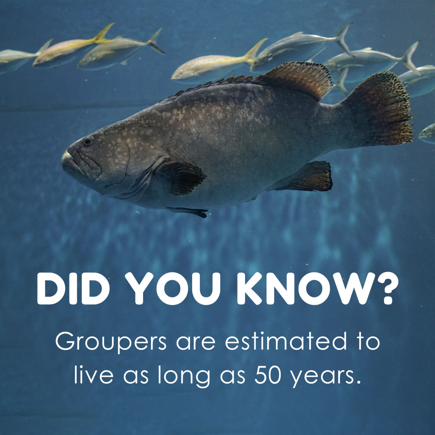 did you know groupers