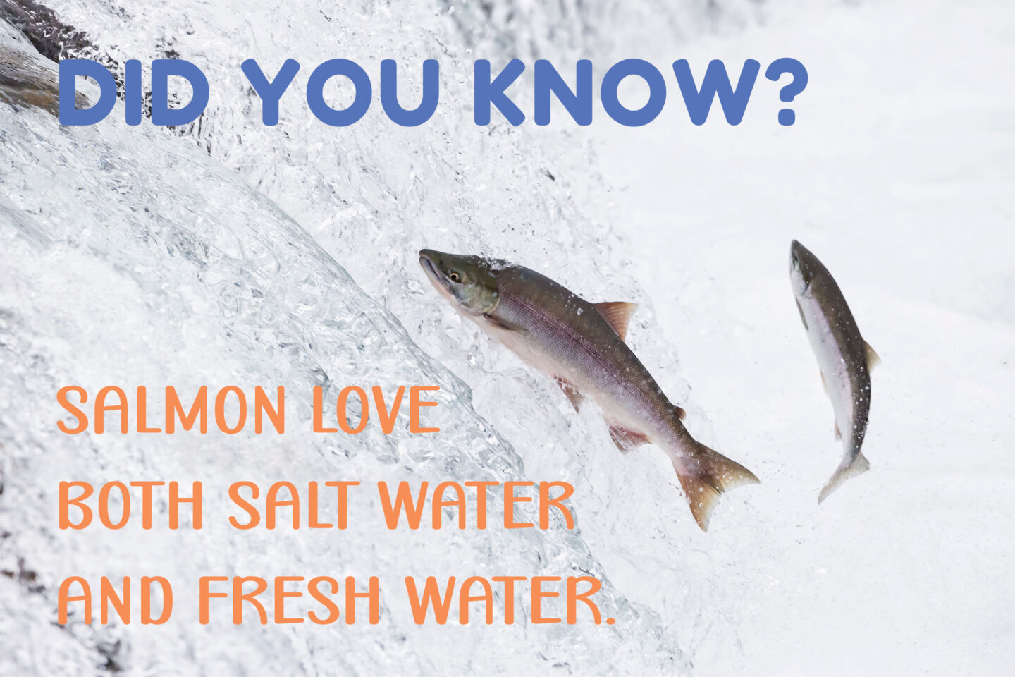 did you know salmon freshwater saltwater