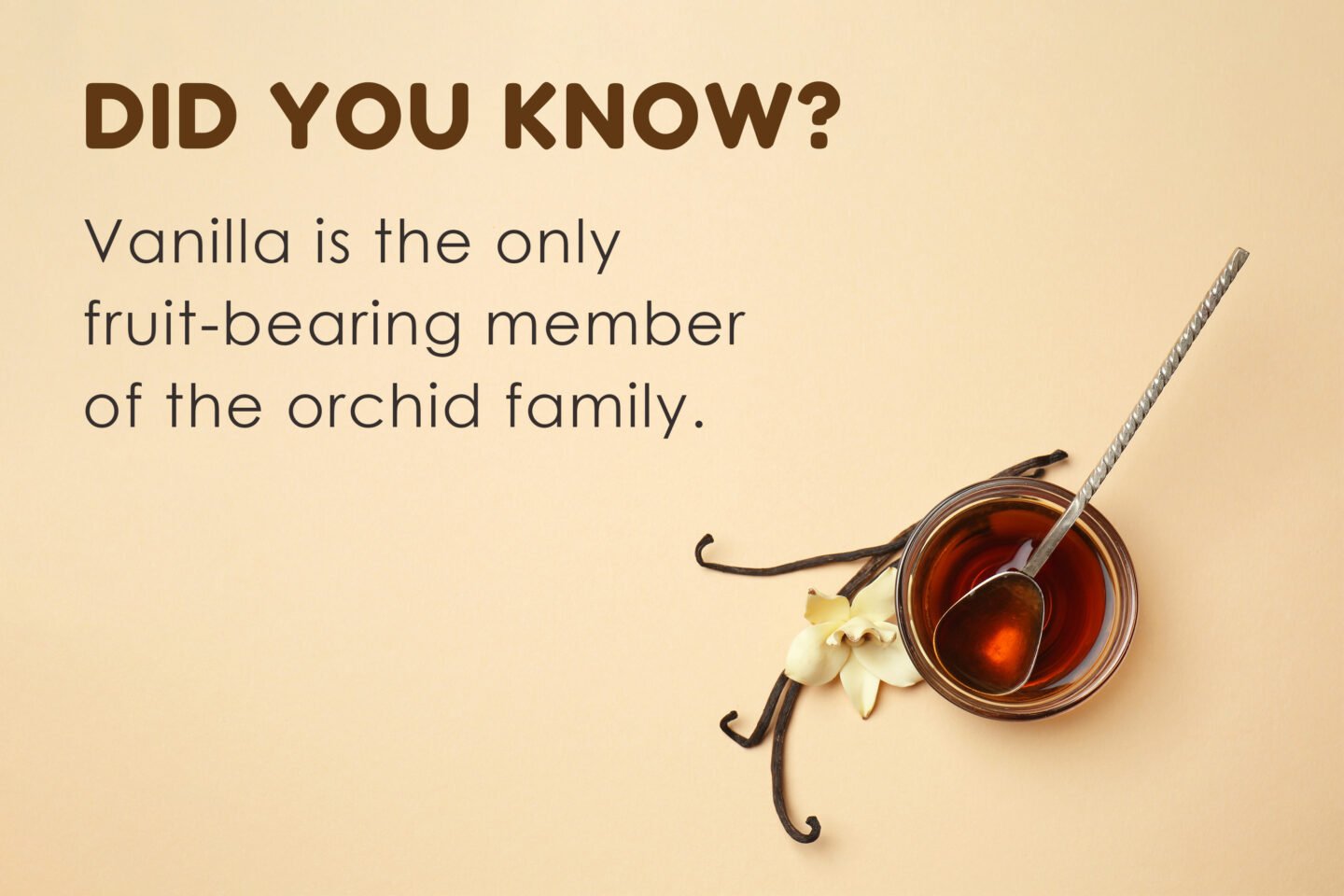 did you know vanilla fruit bearing orchid