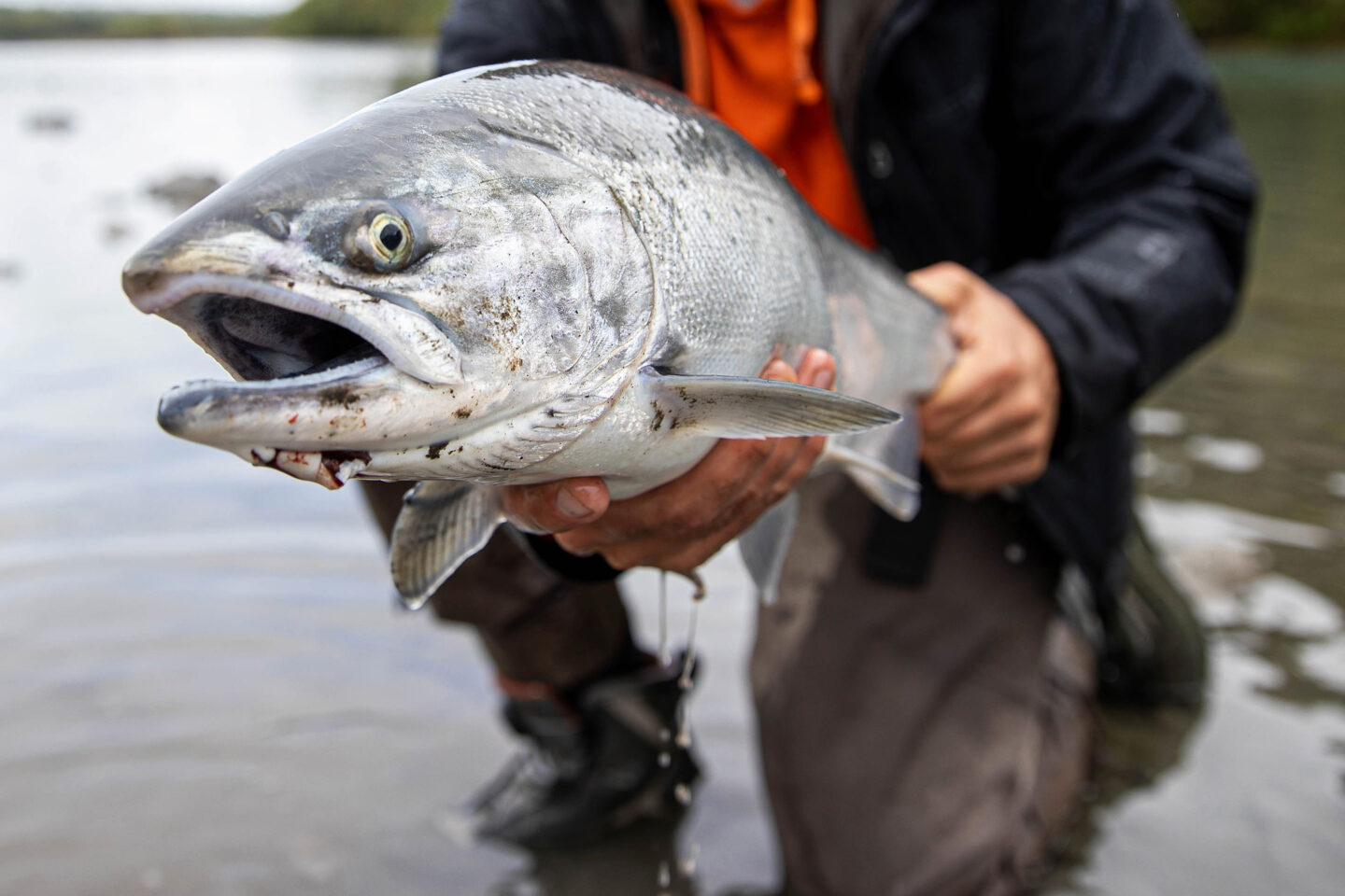 fisherman holding fresh catch coho salmon fish