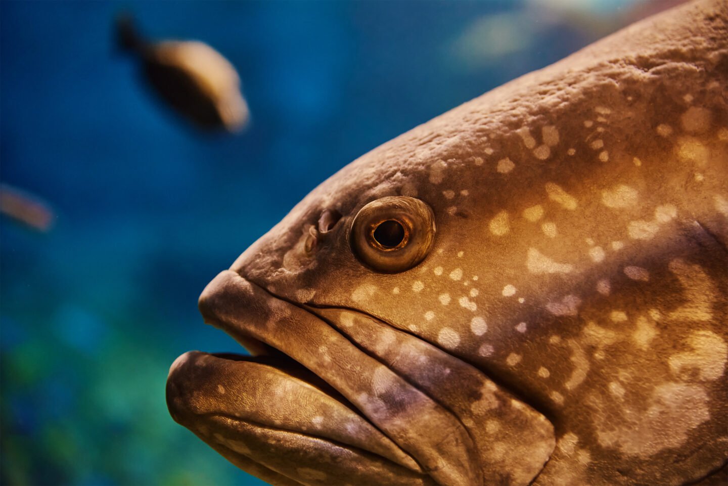 grouper fish in aquarium