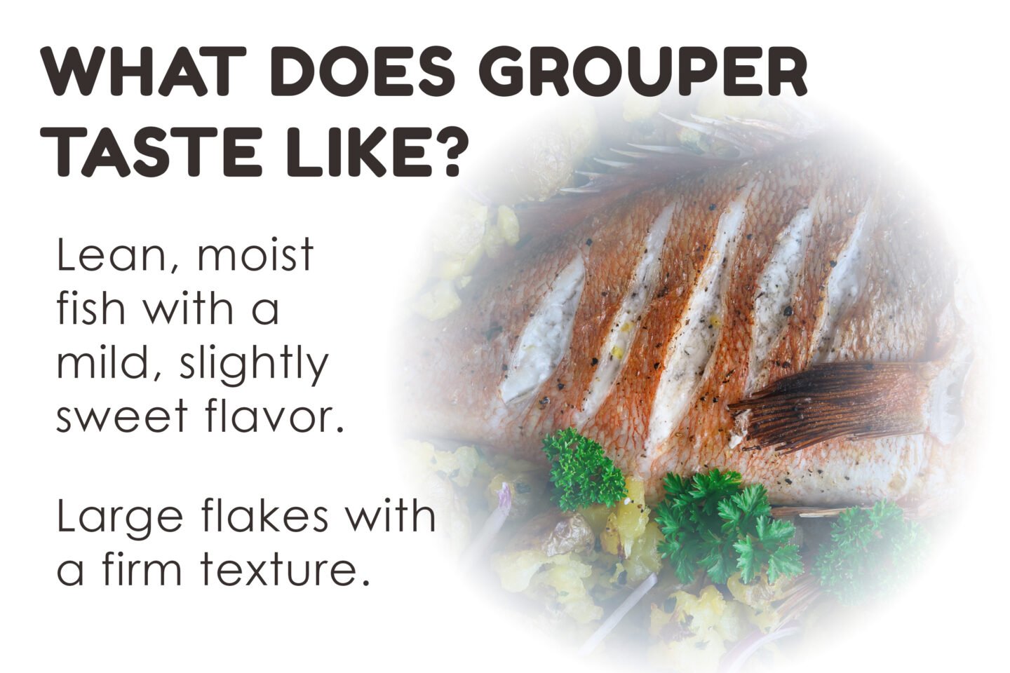 what does grouper taste like infographic