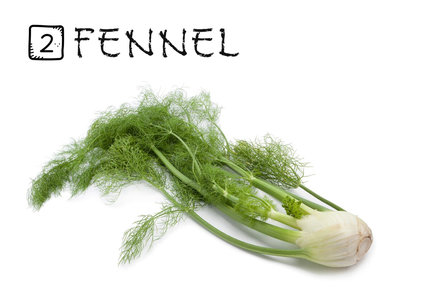 2 fennel fronds or leaves