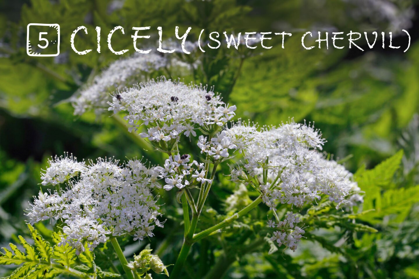 5 cicely or sweet chervil