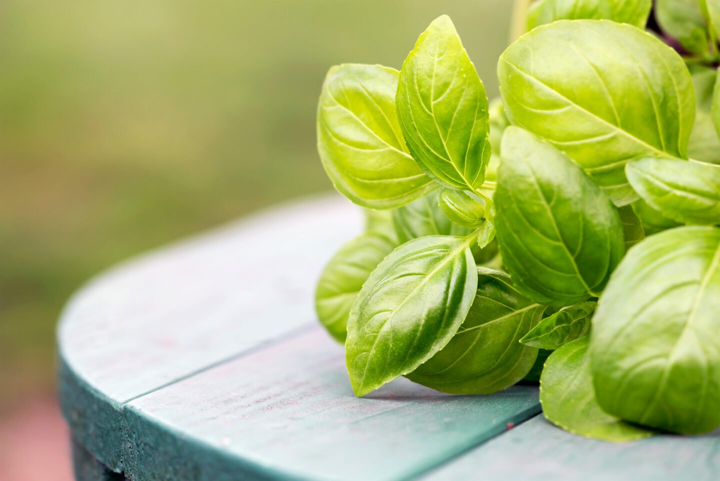 fresh green basil leaves