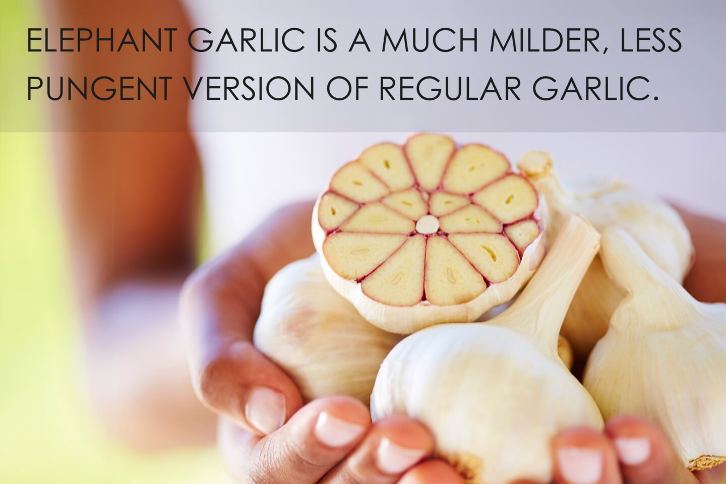 elephant garlic milder than regular garlic
