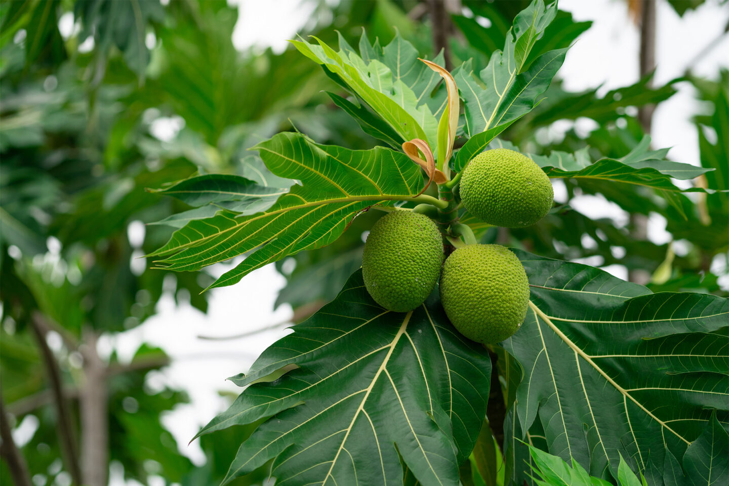 breadfruit on breadfruit tree with green leaves