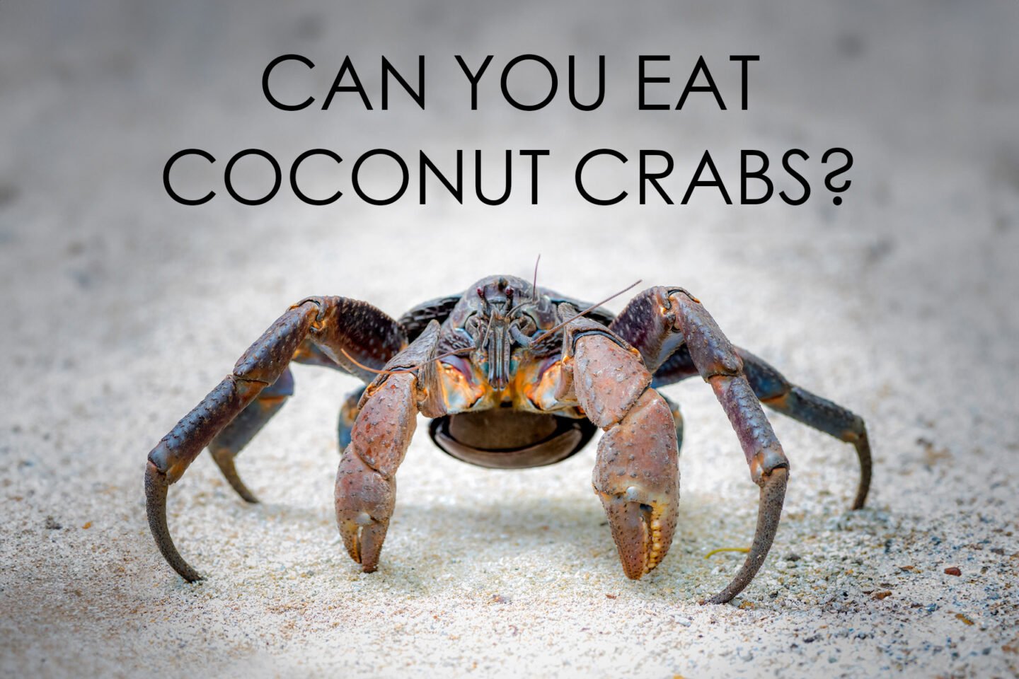 can you eat coconut crabs