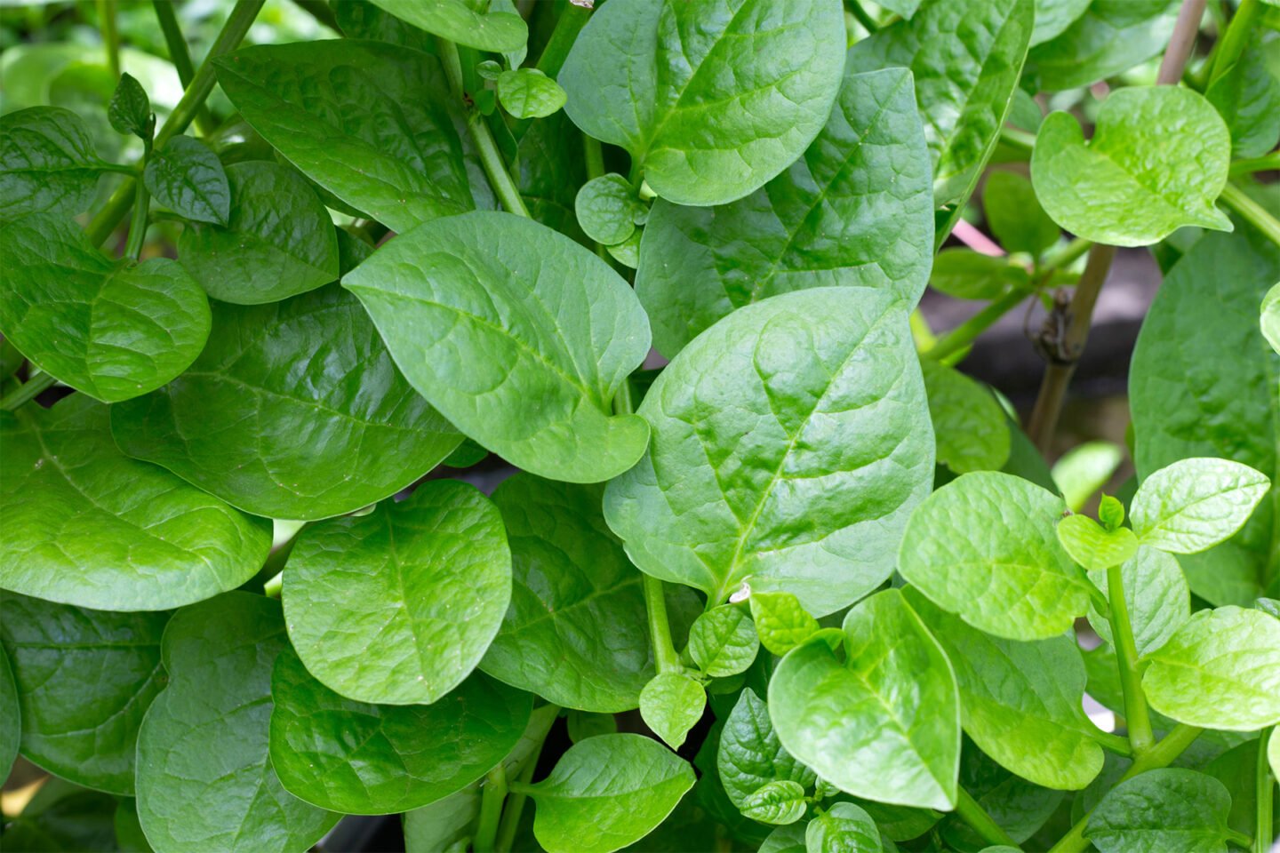 green malabar spinach vines