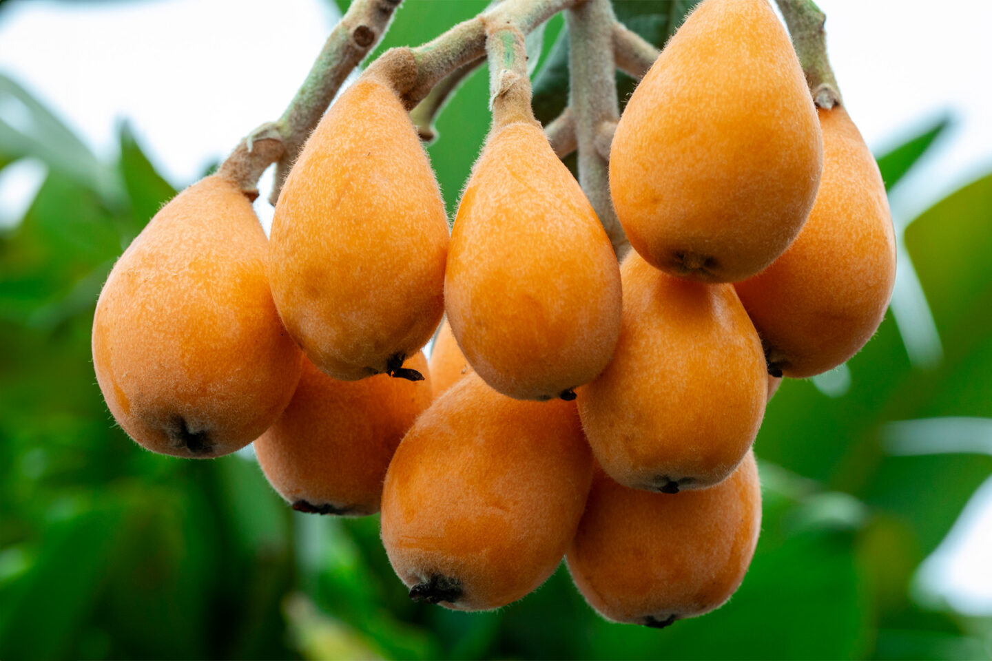 loquat fruits hanging from a tree