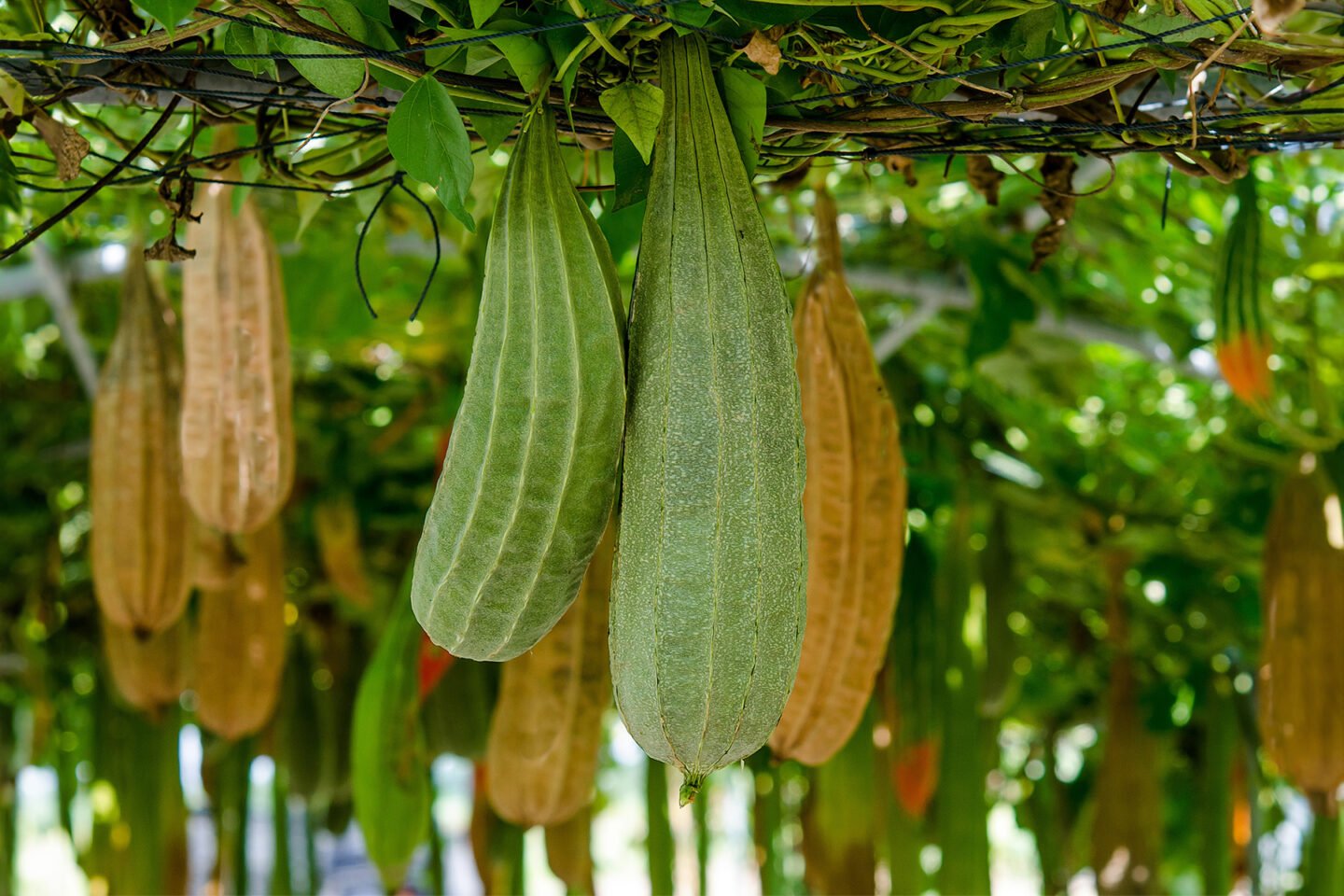 luffa sponge gourds hanging from vines