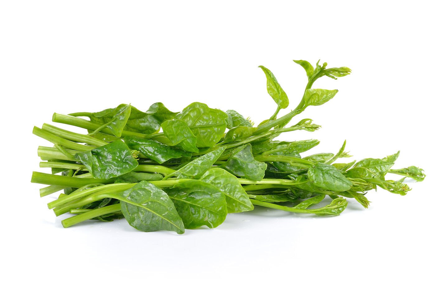 malabar spinach also known as ceylon spinach