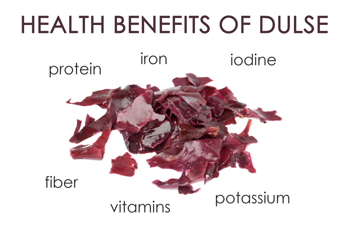 nutrients health benefits of dulse