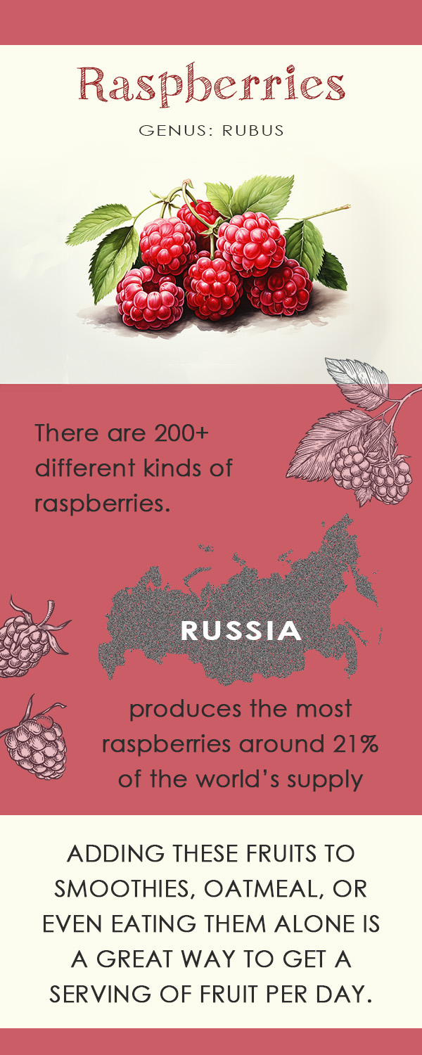 raspberries infographic