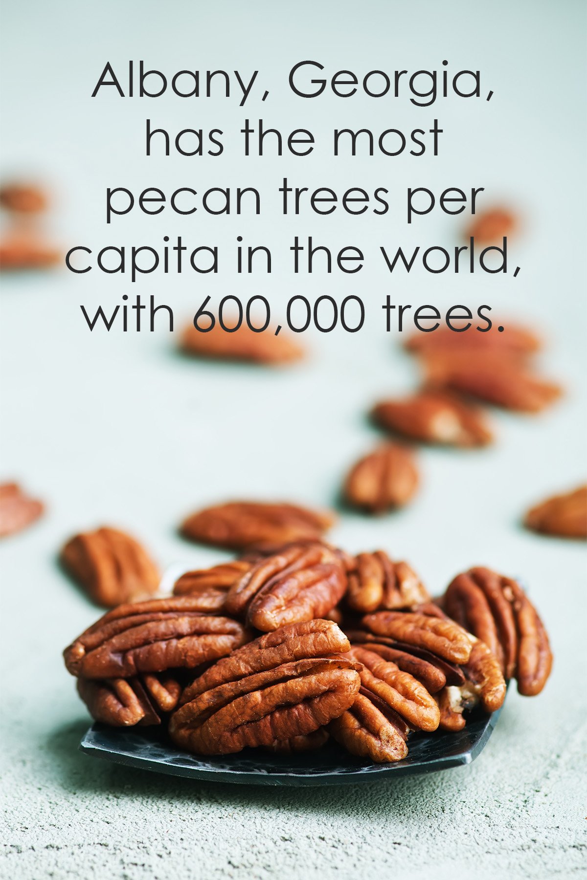 where do pecans grow the most