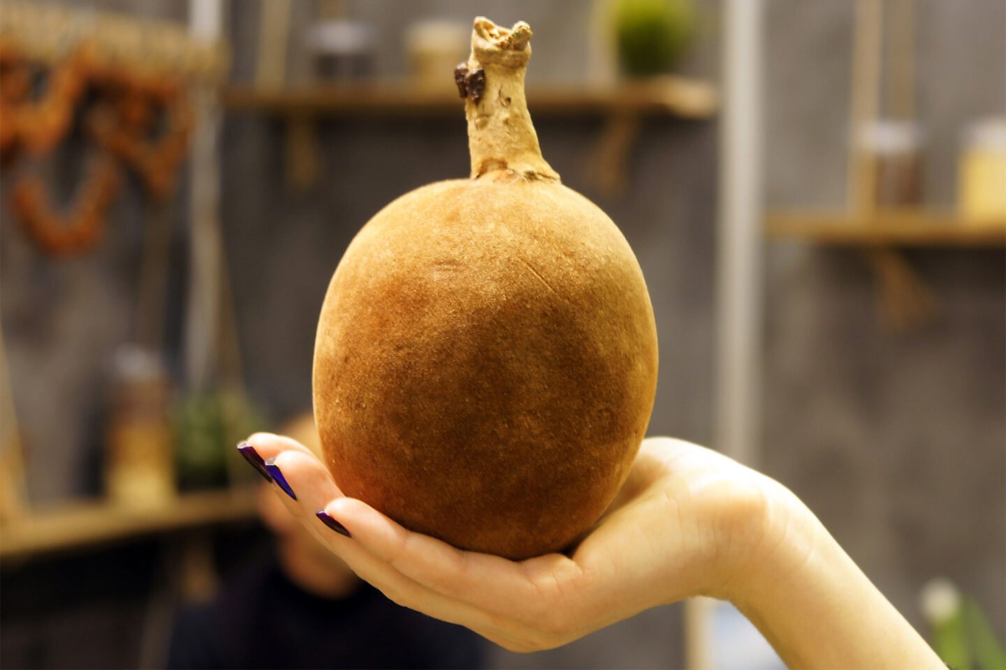 baobab fruit in hand