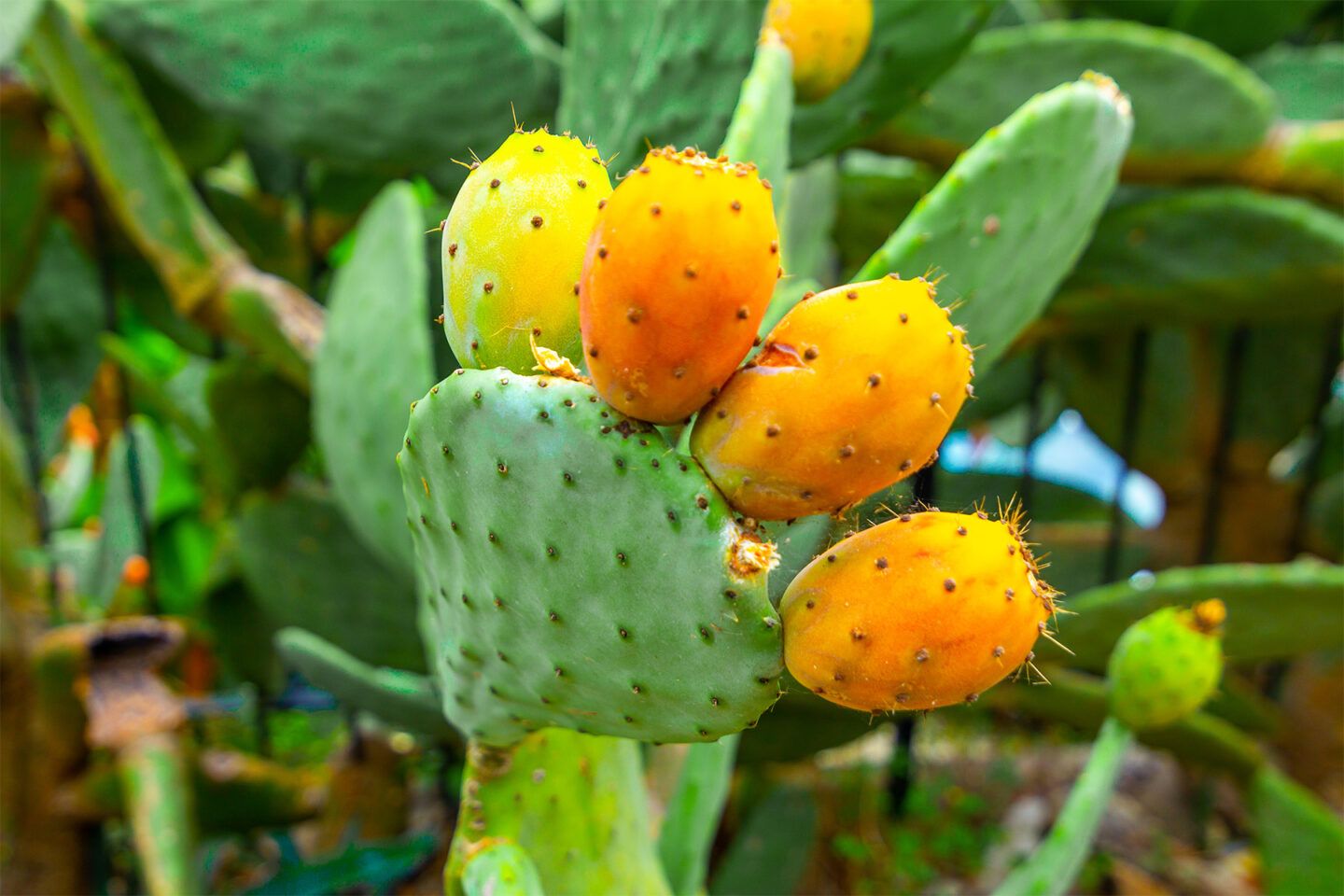 nopales cactus with orange prickly pears