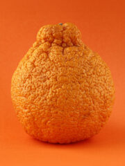 Ultimate Guide To The Sumo Citrus