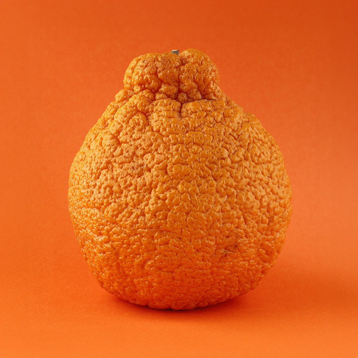sumo citrus by arbyreed
